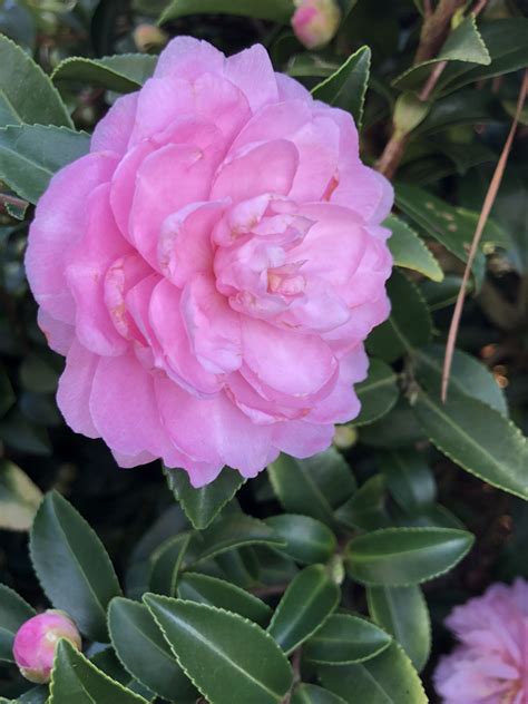 Fall Magic Pink Perplexion Camellia: A Study in Contrast